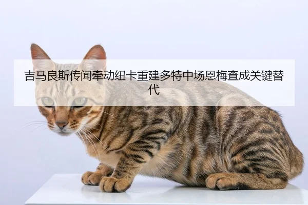 吉马良斯传闻牵动纽卡重建多特中场恩梅查成关键替代
